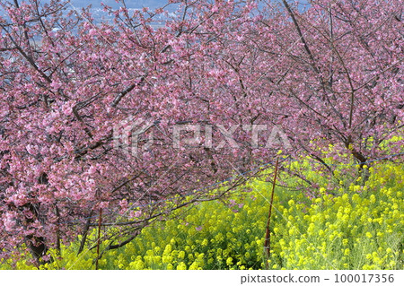 Blooms in bright pink 100017356