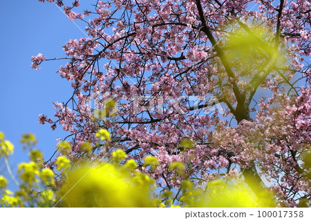 Blooms in bright pink 100017358