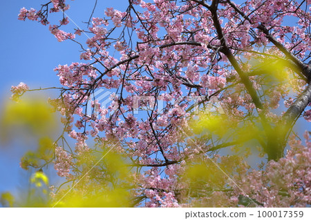 Blooms in bright pink 100017359