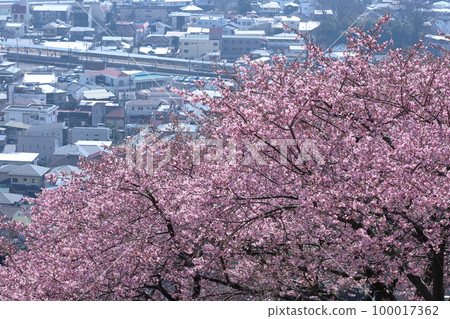 Blooms in bright pink 100017362