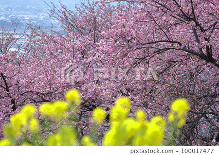 Blooms in bright pink 100017477