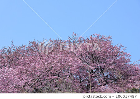 Blooms in bright pink 100017487