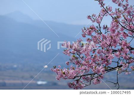 Blooms in bright pink 100017495