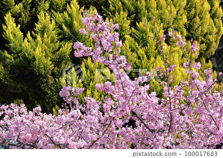 Blooms in bright pink 100017683