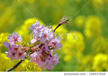 Blooms in bright pink 100017684