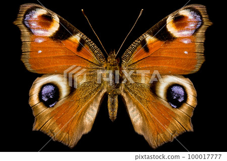 Butterfly, Inachis Io 100017777