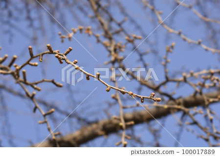 Ginkgo leaves Ginkgo leaves 100017889