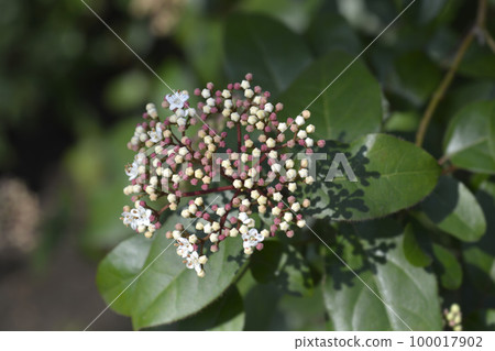 Laurustinus 100017902