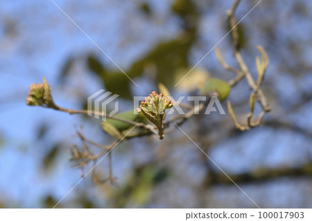 Korean spice viburnum Korean spice viburnum 100017903