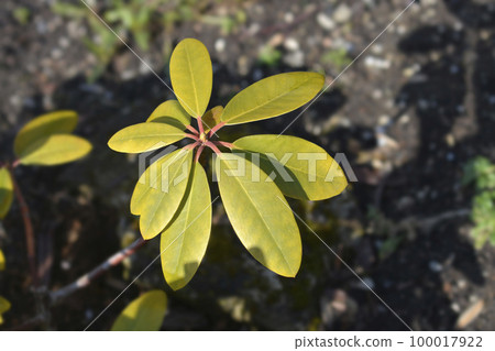 Catawba rhododendron Grandiflorum Catawba rhododendron Grandiflorum 100017922