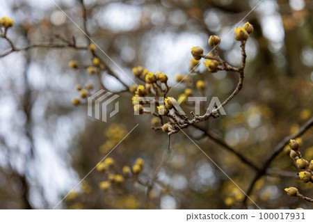 Japanese cherry tree with yellow buds 100017931