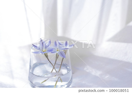 窗邊的花道,陽光透過樹叢 窗邊的花道,陽光透過樹叢 100018051