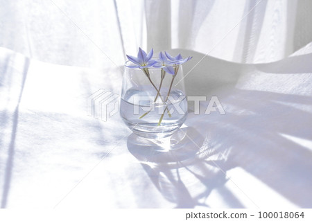 窗邊的花道,陽光透過樹叢 窗邊的花道,陽光透過樹叢 100018064