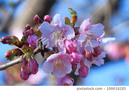 Blooms in bright pink 100018285