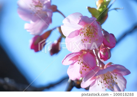 Blooms in bright pink 100018288