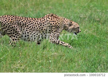 非洲獵豹 2 100018712