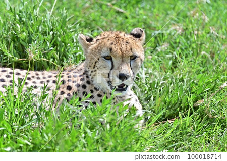 非洲獵豹 3 100018714