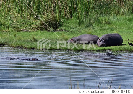 african hippo 1 100018718