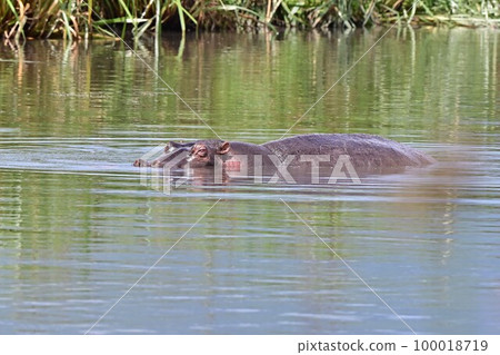 african hippo 2 african hippo 2 100018719