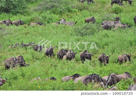 African wildebeest migration 1 100018720