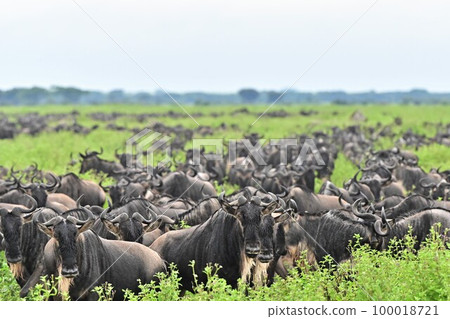 African wildebeest migration 2 African wildebeest migration 2 100018721