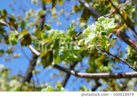 Green cherry blossoms starting to bloom (Gyoi Kizakura) ~3:2 version 100018979