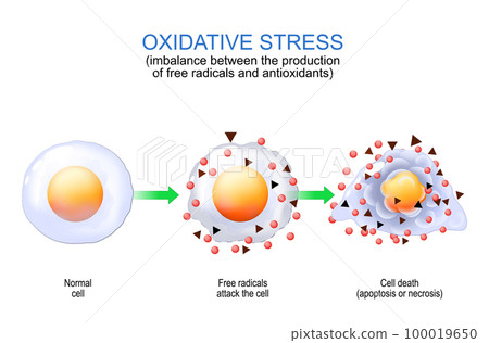 Oxidative stress. free radicals and antioxidants. Oxidative stress. free radicals and antioxidants. 100019650