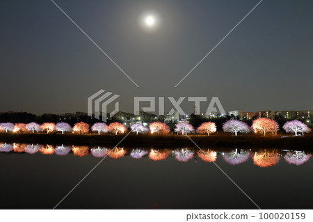 Yachiyo City, Chiba Prefecture Shinkawa Senbonzakura Festival 2023 Full Moon Eco Light Up of Kawazuzakura Row Shinkawa Senbonzakura (Kawazuzakura) Yachiyo City, Chiba Prefecture Shinkawa Senbonzakura Festival 2023 Full Moon Eco Light Up of Kawazuzakura Row Shinkawa Senbonzakura (Kawazuzakura) 100020159