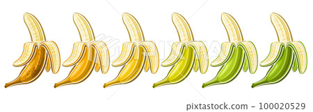 Vector Opened Banana Set 100020529