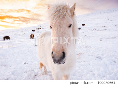 Icelandic Horses In Winter, Rural Animals in Snow Covered Meadow. Pure Nature in Iceland.  100020663
