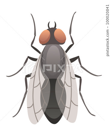 Housefly insect icon. Wildlife symbol in cartoon style. Scary insect. Graphic design element. Entomology closeup color vector illustration isolated on white background Housefly insect icon. Wildlife symbol in cartoon style. Scary insect. Graphic design element. Entomology closeup color vector illustration isolated on white background 100020841