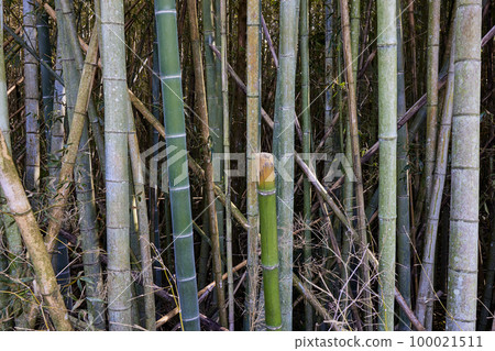 廢棄的竹林圖片 廢棄的竹林圖片 100021511