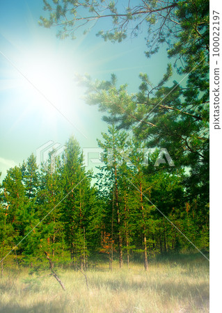 filled with the sun in the southern pine forest. 100022197