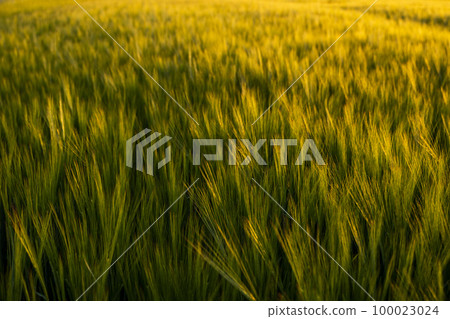 Green barley field on background under sunlight in summer. Agriculture, agricultural process. Cereals growing in a fertile soil. 100023024