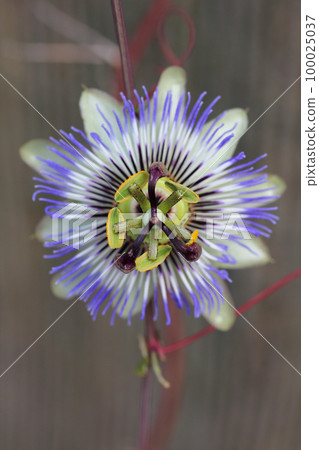 Passion flower (Passiflora caerulea) Passion flower (Passiflora caerulea) 100025037