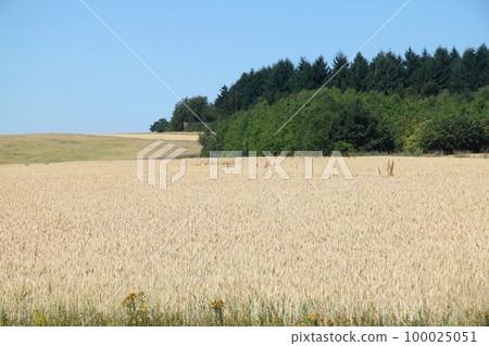 Fields and forests Fields and forests 100025051
