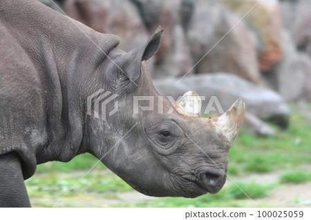 White rhinoceros  (Ceratotherium simum) 100025059