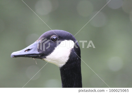 Canada goose (Branta canadensis) Canada goose (Branta canadensis) 100025065