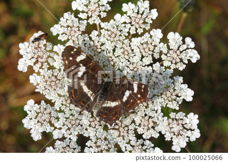 Map Butterfly (Araschnia levana) Map Butterfly (Araschnia levana) 100025066