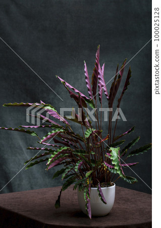 Bush room Calathea Rufibarba in a pot Bush room Calathea Rufibarba in a pot 100025128