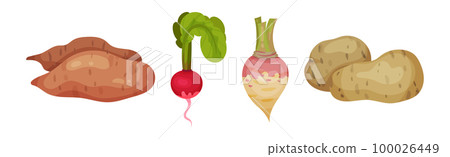 Root Vegetables as Agricultural Cultivar and Crop Harvest Vector Set 100026449