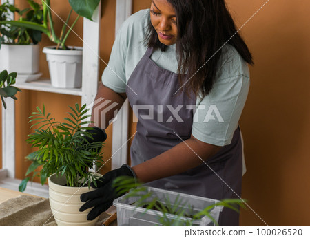 African american woman gardener transplanting green plants in ceramic pots on the floor. Concept of home garden and potted plants African american woman gardener transplanting green plants in ceramic pots on the floor. Concept of home garden and potted plants 100026520