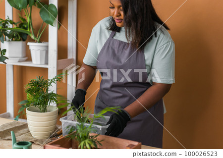 African american woman gardener transplanting green plants in ceramic pots on the floor. Concept of home garden and potted plants African american woman gardener transplanting green plants in ceramic pots on the floor. Concept of home garden and potted plants 100026523