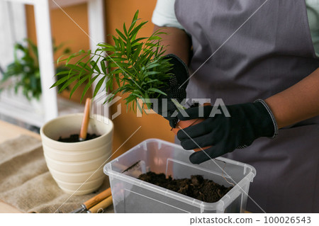 Spring hobby close up african american woman transplanting in flower pot houseplant with dirt or soil at home. Gardening plant and green tropical concept Spring hobby close up african american woman transplanting in flower pot houseplant with dirt or soil at home. Gardening plant and green tropical concept 100026543