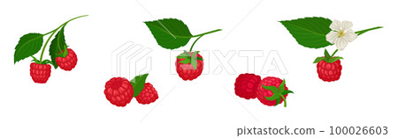 Ripe Red Raspberry as Sweet Mature Garden Fruit Vector Set 100026603