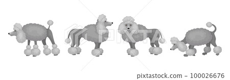 Poodle or Pudel Dog Breed with Grey Curly Coat in Different Pose Vector Set 100026676