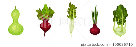 Raw Vegetables as Ripe Garden Crop Vector Set Raw Vegetables as Ripe Garden Crop Vector Set 100026710