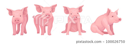 Funny Pink Pig with Snout in Different Pose Vector Set 100026750