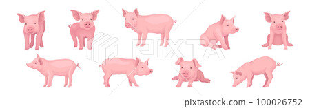 Funny Pink Pig with Snout in Different Pose Vector Set 100026752