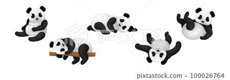 Black and White Giant Panda Bear in Different Pose Vector Set Black and White Giant Panda Bear in Different Pose Vector Set 100026764
